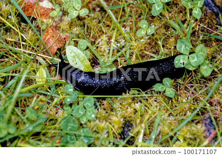 Large black slug on grass in a garden Large black slug on grass in a garden 100171107