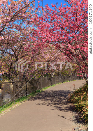 Shizuoka Izu_ Kawazu cherry blossom scenery in full bloom 100171140