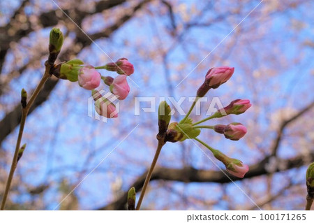 Cherry Blossoms Yoshino cherry blossoms 100171265