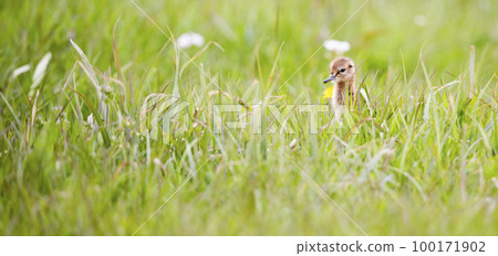 Juvenile black-tailed godwit (Limosa limosa) in a meadow Juvenile black-tailed godwit (Limosa limosa) in a meadow 100171902
