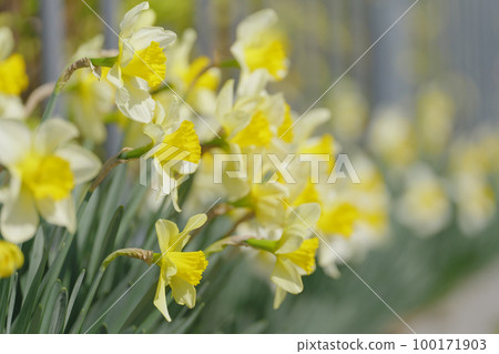 Yellow narcissus flower March 100171903