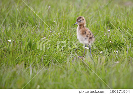 Juvenile black-tailed godwit (Limosa limosa) in a meadow Juvenile black-tailed godwit (Limosa limosa) in a meadow 100171904