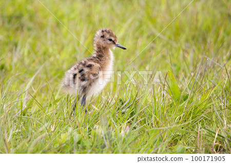 Juvenile black-tailed godwit (Limosa limosa) in a meadow Juvenile black-tailed godwit (Limosa limosa) in a meadow 100171905