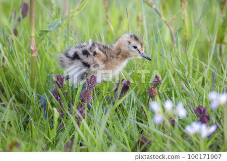 Juvenile black-tailed godwit (Limosa limosa) in a meadow Juvenile black-tailed godwit (Limosa limosa) in a meadow 100171907