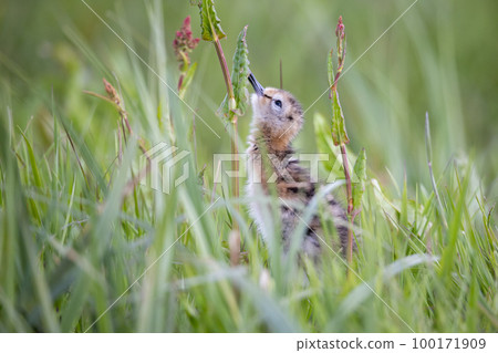 Juvenile black-tailed godwit (Limosa limosa) in a meadow 100171909