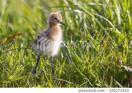 Juvenile black-tailed godwit (Limosa limosa) in a meadow Juvenile black-tailed godwit (Limosa limosa) in a meadow 100171910