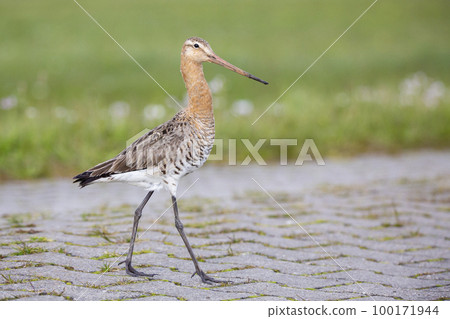 Black-tailed godwit (Limosa limosa) in a meadow of a polder in Eemnes (the Netherlands) 100171944