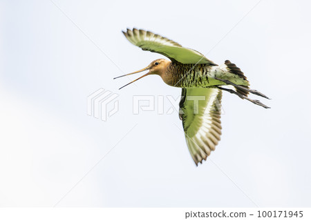 Black-tailed godwit (Limosa limosa) in flight in Eemnes (the Netherlands) Black-tailed godwit (Limosa limosa) in flight in Eemnes (the Netherlands) 100171945