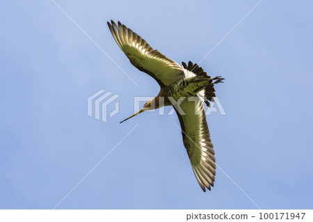 Black-tailed godwit (Limosa limosa) in flight in Eemnes (the Netherlands) 100171947