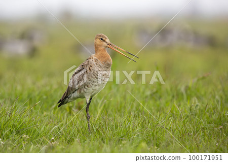 Black-tailed godwit (Limosa limosa) in a meadow of a polder in Eemnes (the Netherlands) Black-tailed godwit (Limosa limosa) in a meadow of a polder in Eemnes (the Netherlands) 100171951