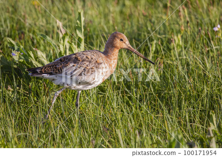 Black-tailed godwit (Limosa limosa) in a meadow of a polder in Eemnes (the Netherlands) Black-tailed godwit (Limosa limosa) in a meadow of a polder in Eemnes (the Netherlands) 100171954