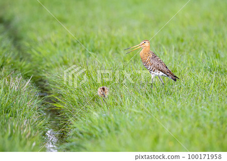 Black-tailed godwit (Limosa limosa) and a juvenile in a meadow Black-tailed godwit (Limosa limosa) and a juvenile in a meadow 100171958