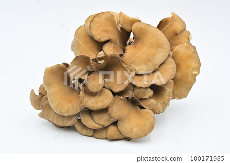 Maitake Maitake 100171985