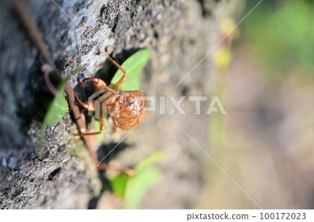Memories of summer, cicada shells, summer vacation 100172023