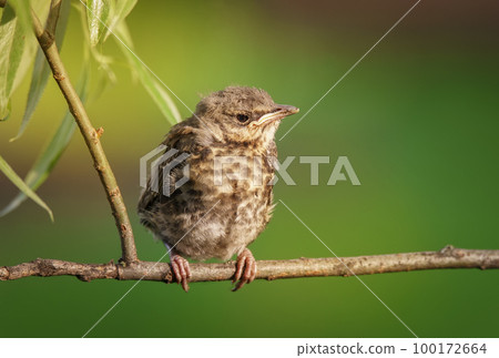 Young Fieldfare thrush (turdus pilaris) posing on some branch in light sunny day Young Fieldfare thrush (turdus pilaris) posing on some branch in light sunny day 100172664