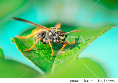 The wasp is sitting on green leaves. The dangerous yellow-and-black striped common Wasp sits on leaves... 100172669