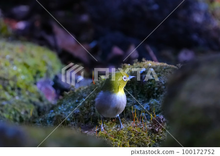 White-eye White-eye 100172752