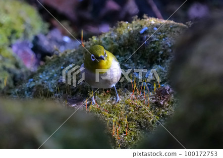 White-eye White-eye 100172753