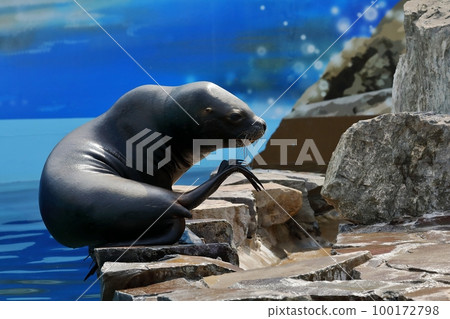 海鯛在陸地上抬起它的鰭腿 100172798