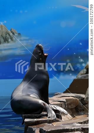 上升到陸地上哭泣的海獺 上升到陸地上哭泣的海獺 100172799