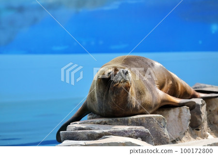 A female sea lion resting on her stomach 100172800