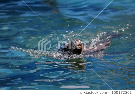 Sea bream swimming with its face out of the water 100172801