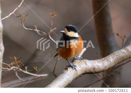 A cute and beautiful wild bird that came out of nowhere and stopped in front of me 100172811