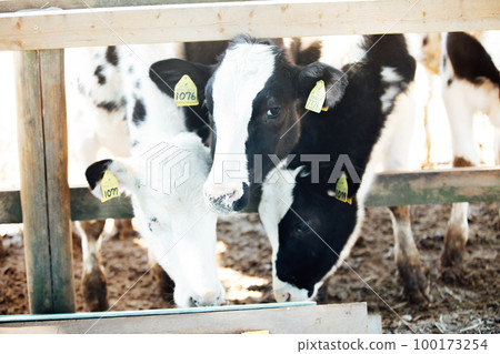 Aichi Farm animal feeding experience Aichi Farm animal feeding experience 100173254