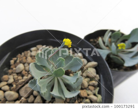 cacarioides cacarioides 100173291