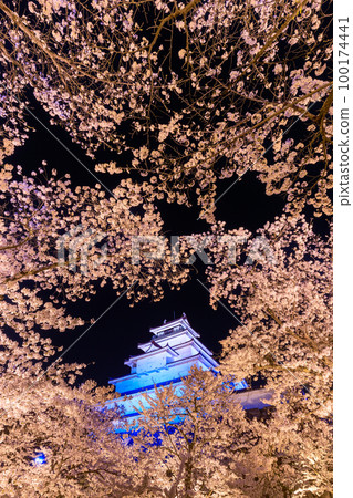 Fukushima _ Tsuruga Castle and night cherry blossoms in full bloom 100174441