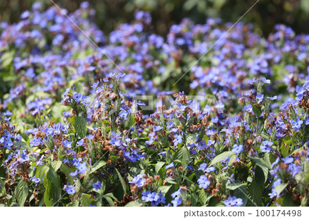 an Eranthemum pulchellum or Blue Sage, Death Camas 100174498