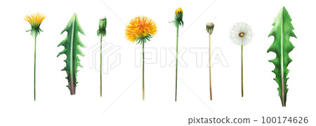 Watercolor set of botanical illustration meadow yellow dandelion flowers and green leaves. Hand painting clipart on a white isolated background. For designers, decoration, postcards, wrapping paper Watercolor set of botanical illustration meadow yellow dandelion flowers and green leaves. Hand painting clipart on a white isolated background. For designers, decoration, postcards, wrapping paper 100174626