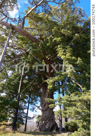 A natural monument, a large dogwood tree [inside Odawara Castle Ruins Park, Kanagawa Prefecture] 100174748