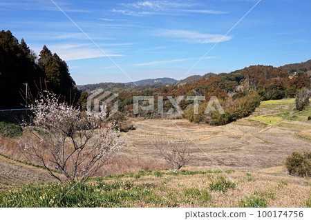 早春的梯田風光【千葉縣鴨川市】 100174756