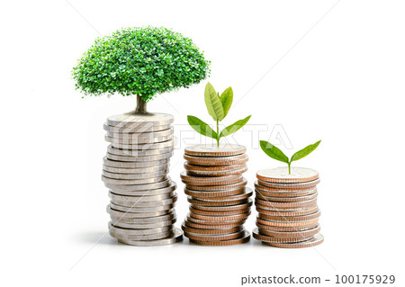 Tree plumule leaf on save money coins, Business finance saving banking investment concept. 100175929