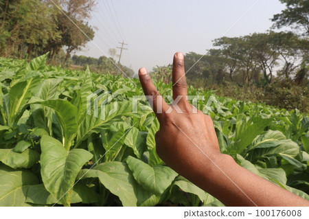tobacco farm with finger sign for deaf tobacco farm with finger sign for deaf 100176008
