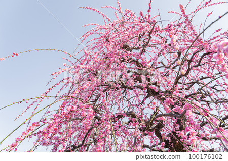 名古屋市農業中心盛開的垂枝梅<愛知縣名古屋市> 100176102