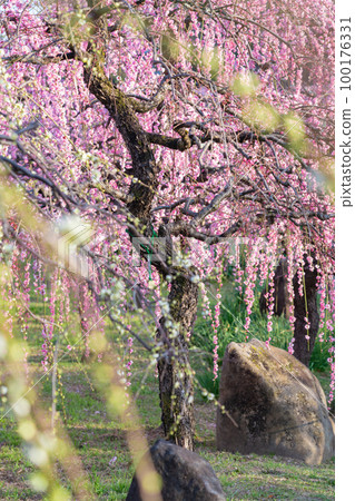 名古屋市農業中心盛開的垂枝梅<愛知縣名古屋市> 100176331