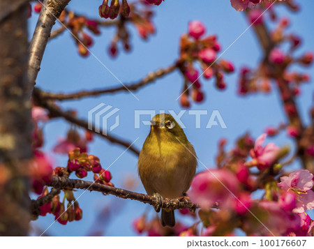 White-eye resting on a branch of cherry blossoms White-eye resting on a branch of cherry blossoms 100176607