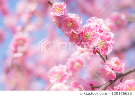 Plum blossoms and the arrival of spring image Plum blossoms and the arrival of spring image 100176626