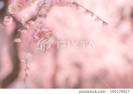 Plum blossoms and the arrival of spring image Plum blossoms and the arrival of spring image 100176627