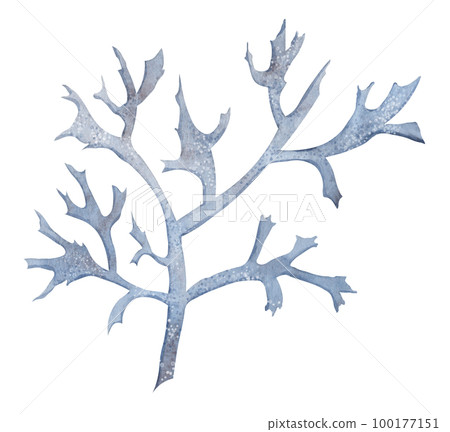 Seaweed watercolor illustration. Hand drawn blue underwater Algae on isolated background. Deep marine undersea wild flora. Colorful drawing of oceanic plant or coral for icon or logo in pastel colors. Seaweed watercolor illustration. Hand drawn blue underwater Algae on isolated background. Deep marine undersea wild flora. Colorful drawing of oceanic plant or coral for icon or logo in pastel colors. 100177151