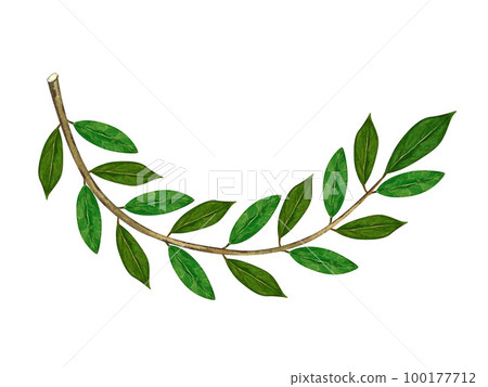 Watercolor Bay leaf isolated on white background. Organic products for the design of healthy food, kitchen, market, menu, textiles. 100177712