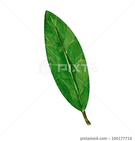Watercolor bay leaf. Hand draw bay leaves illustration. Herbs object isolated on white background. Laurel sprig of laurel tree herbs Watercolor bay leaf. Hand draw bay leaves illustration. Herbs object isolated on white background. Laurel sprig of laurel tree herbs 100177718