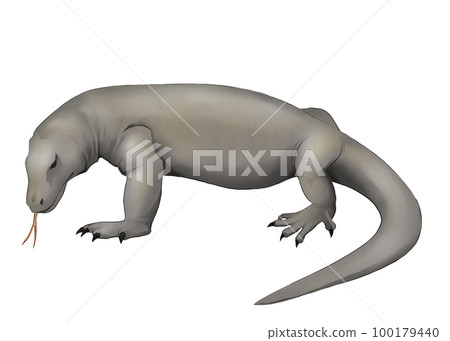 Komodo dragon illustration Komodo dragon illustration 100179440
