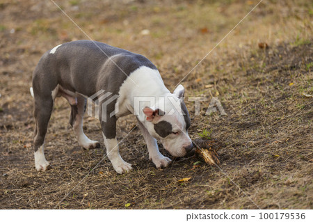 pit bull puppy playing on the playground 100179536