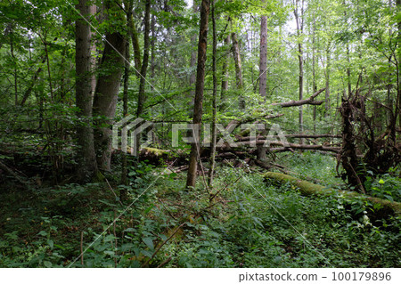 Alder tree deciduous stand in summer 100179896