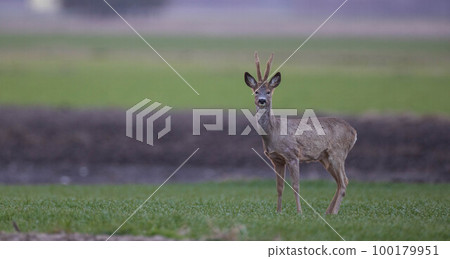 Roe Deer(Capreolus capreolus) male looking at camera Roe Deer(Capreolus capreolus) male looking at camera 100179951