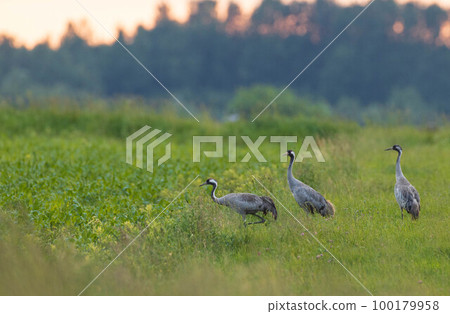 Three Cranes(Grus grus) in summertime field 100179958