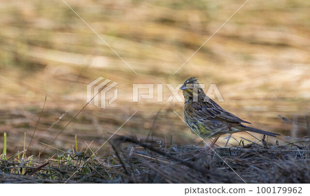 Yellowhammer(Emberiza citrinella) female in summer Yellowhammer(Emberiza citrinella) female in summer 100179962